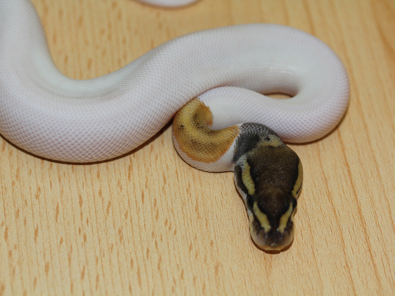 Mystic Pied