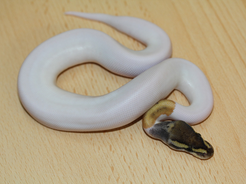 Mystic Pied