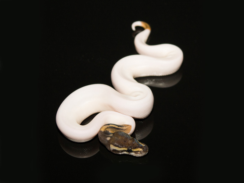 Mystic Pied