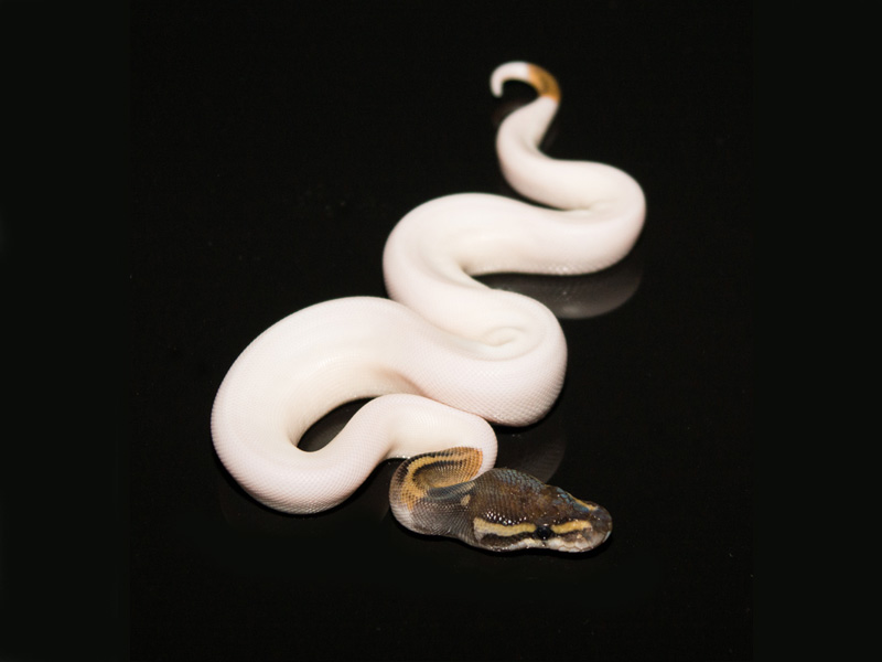 Mystic Pied