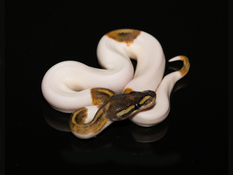 Mystic Pied