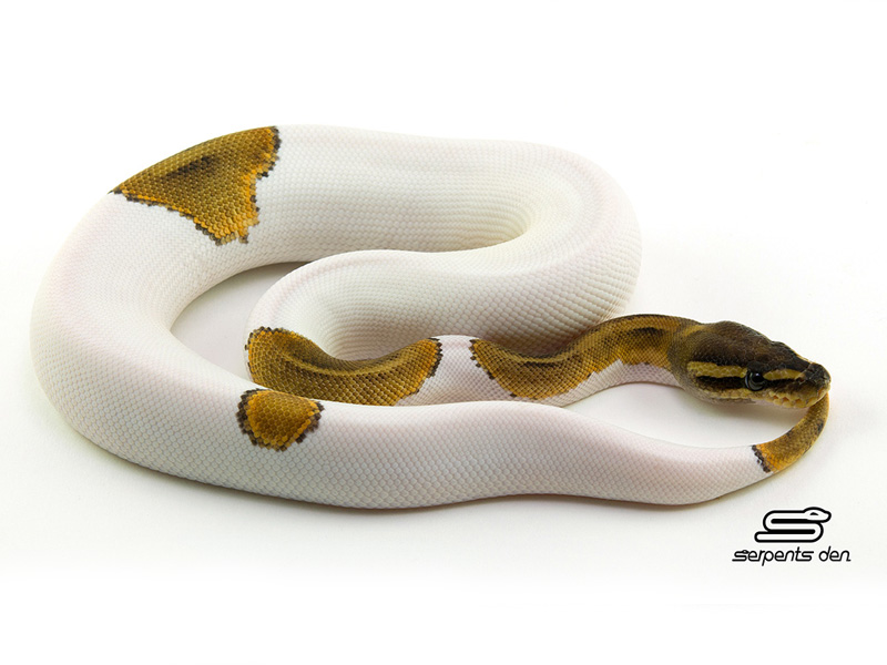 Mystic Pied