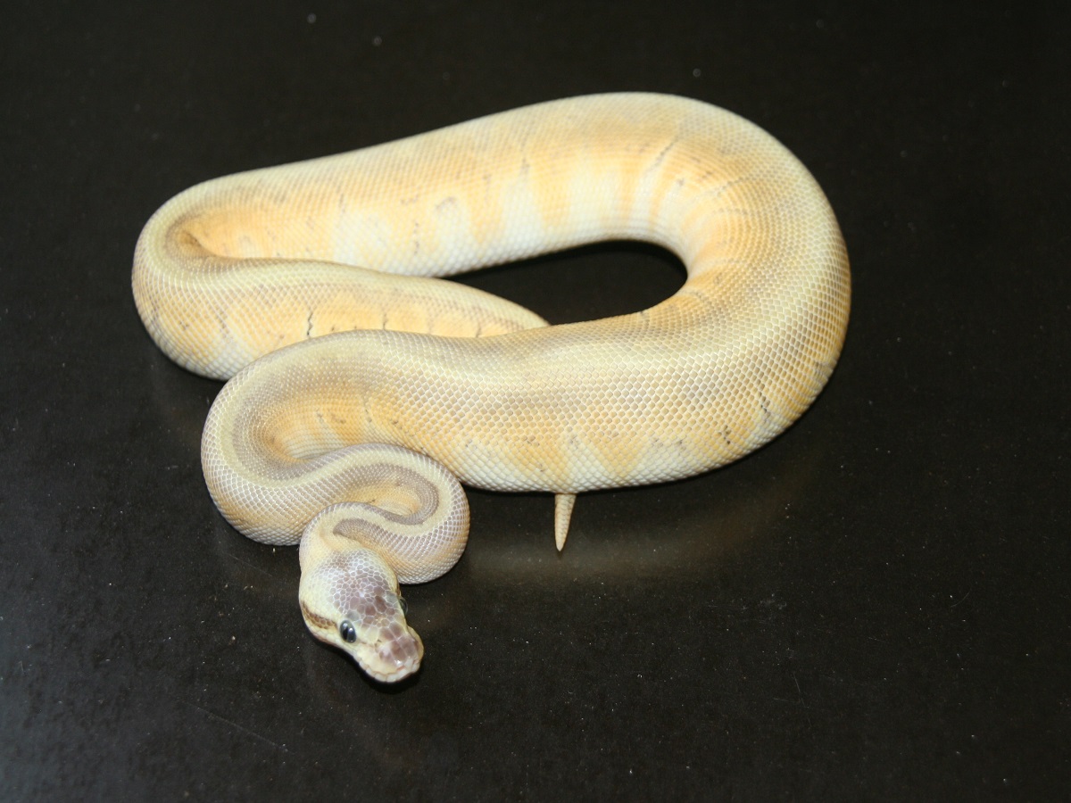 Mystic Pinstripe Super Pastel