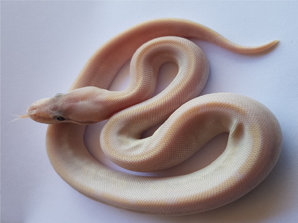 Mystic Russo Leucistic