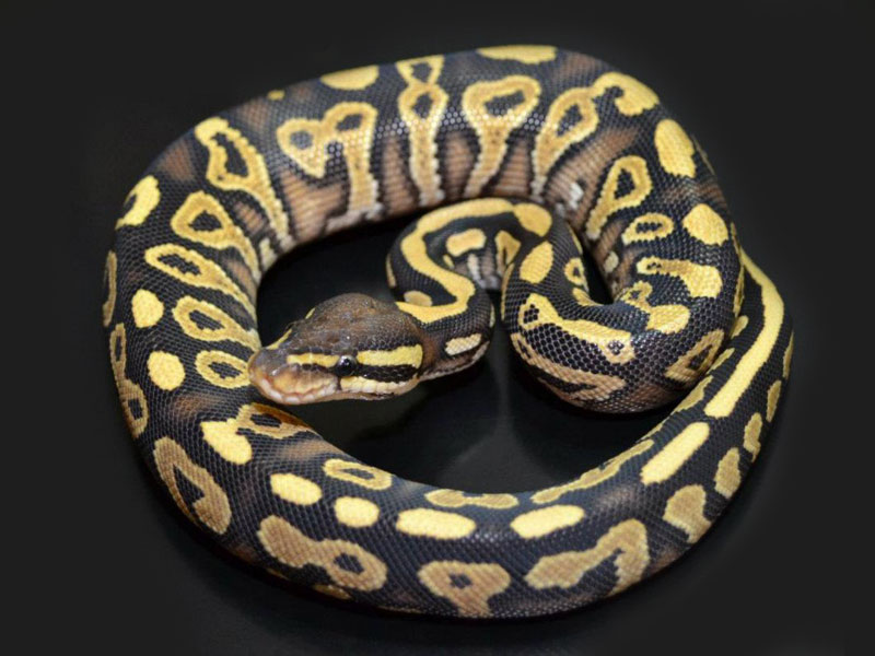 Mystic Yellow Belly