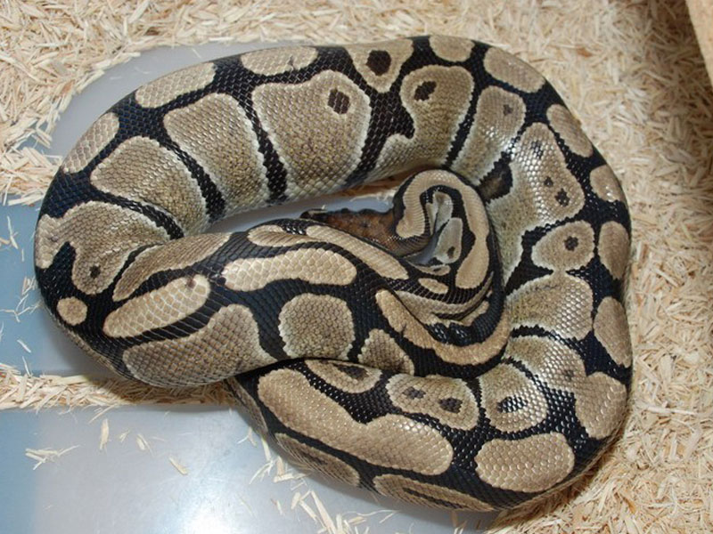 Normal Ball Python