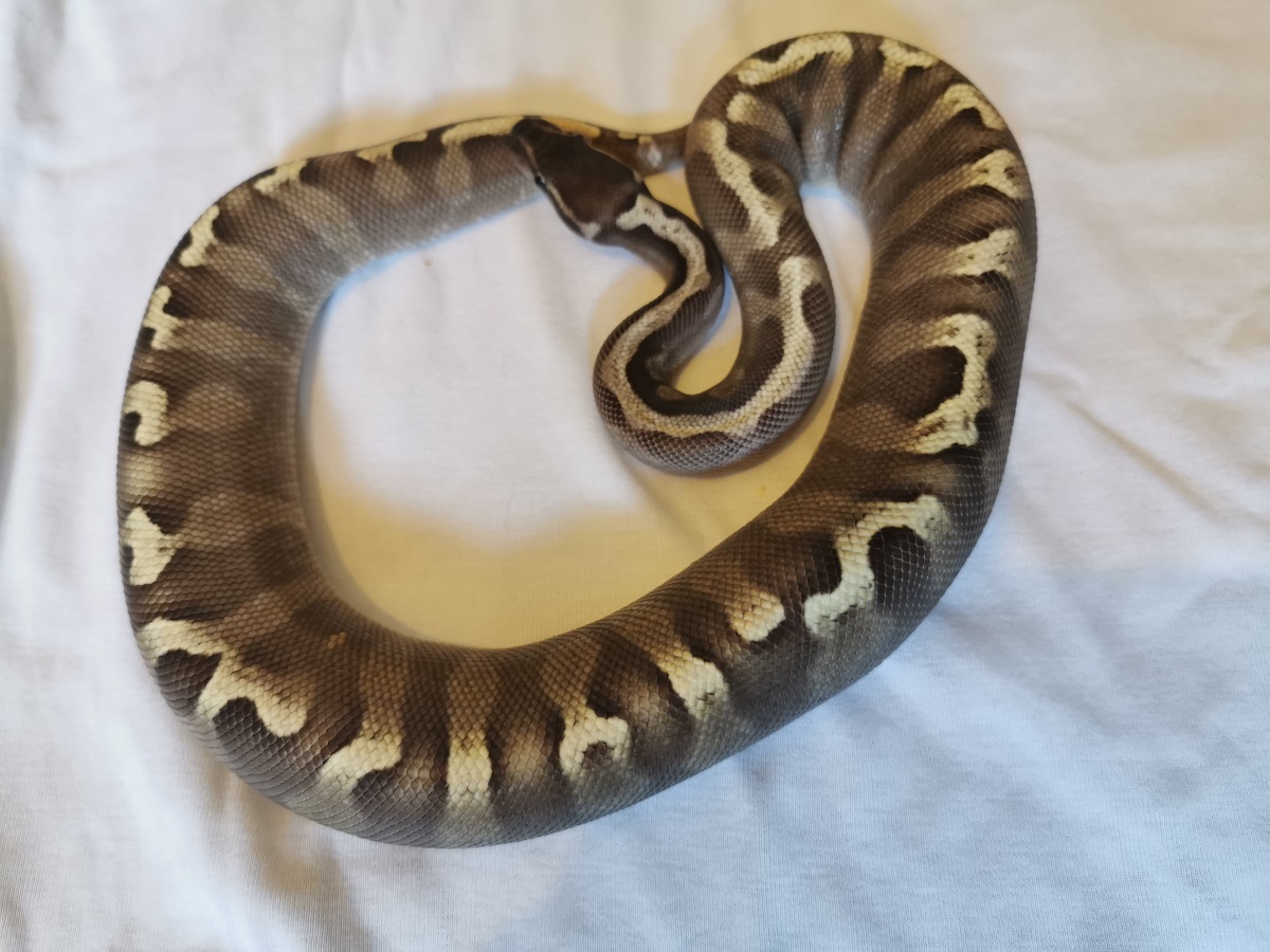 Burmese Python Morphs
