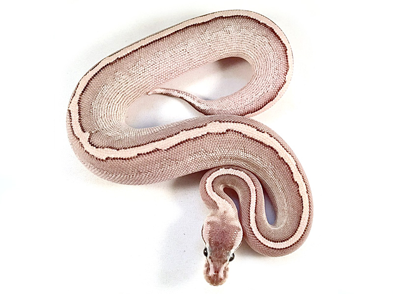 Onyx Super Stripe