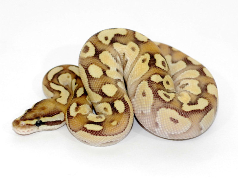 Orange Dream Butter Fire - Morph List - World of Ball Pythons