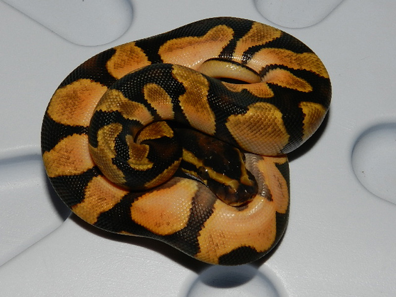 Orange Dream Calico