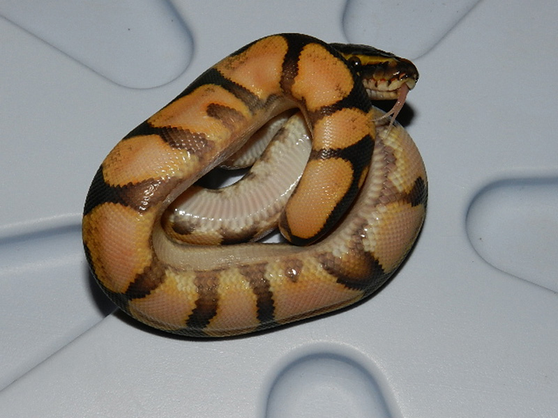 Orange Dream Calico