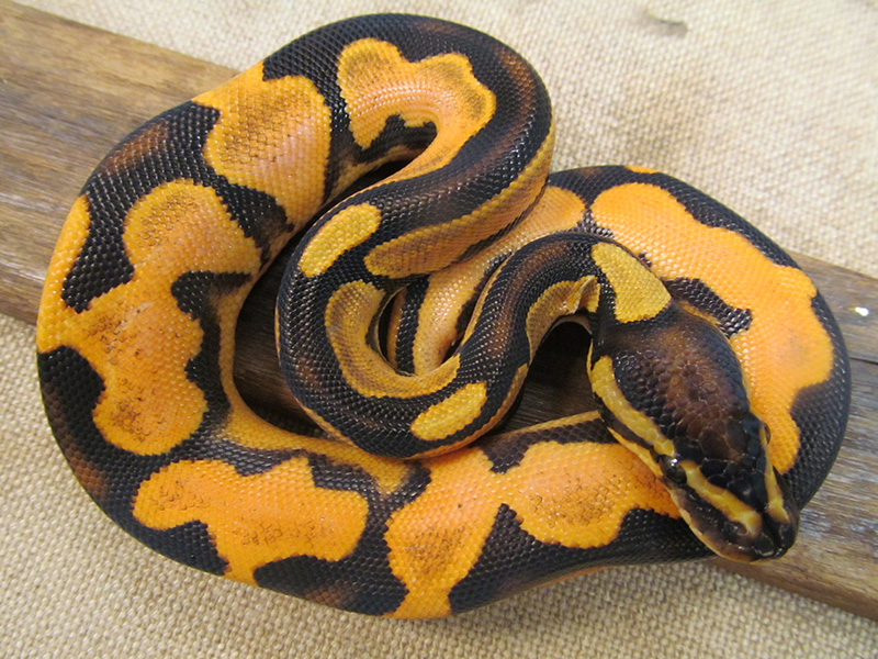 Orange Dream Calico