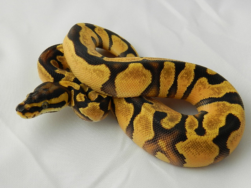Orange Dream Enchi Yellow Belly Morph List World Of Ball Pythons