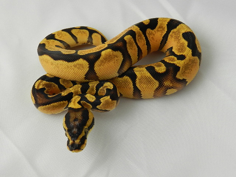 Orange Dream Enchi Yellow Belly