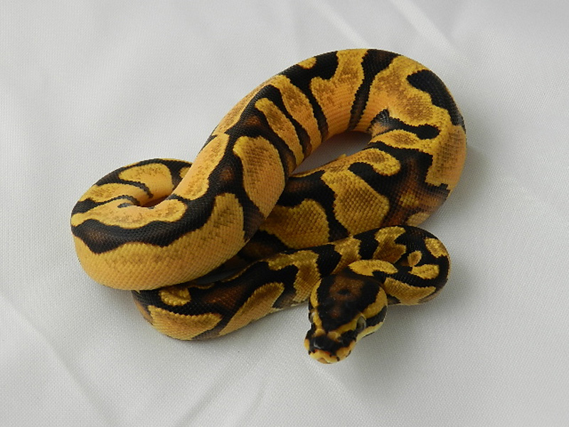 Orange Dream Enchi Yellow Belly