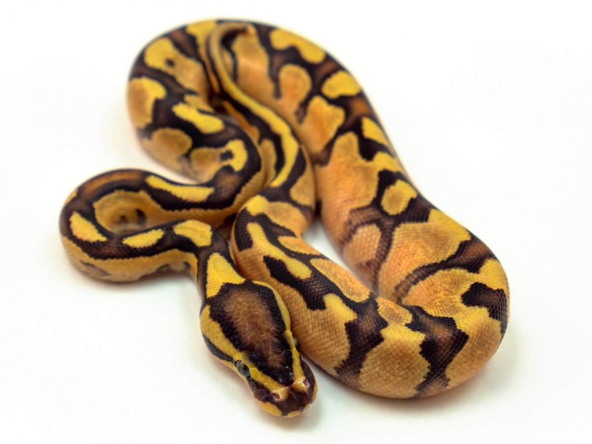 Orange Dream Enchi Yellow Belly