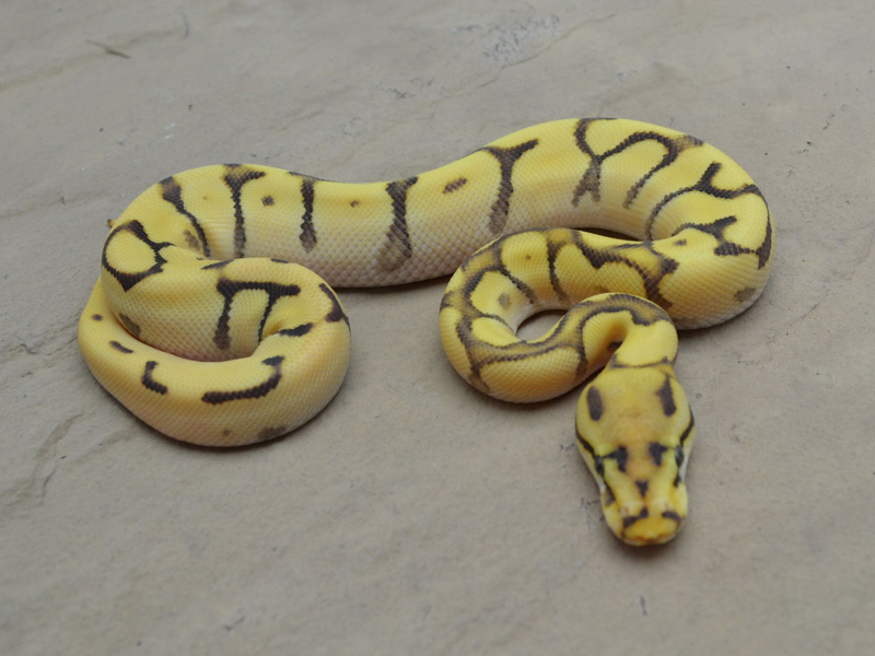 Orange Dream Fire Spider Mojave