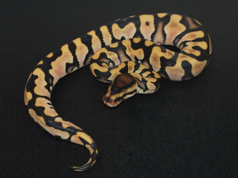 Orange Dream Hidden Gene Woma Granite Yellow Belly