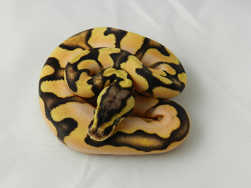 Orange Dream Pastel Calico