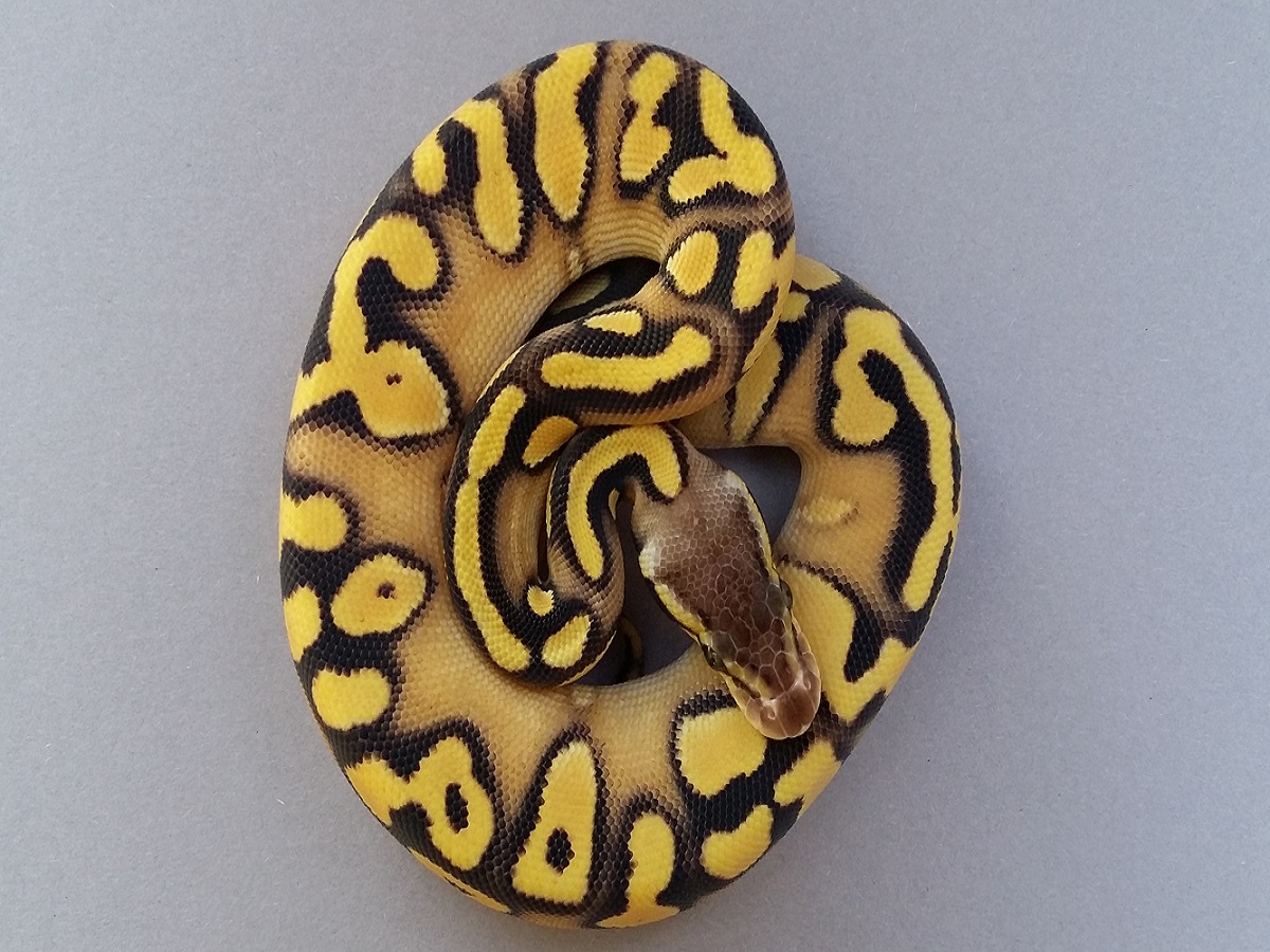 Orange Dream Pastel Phantom Yellow Belly