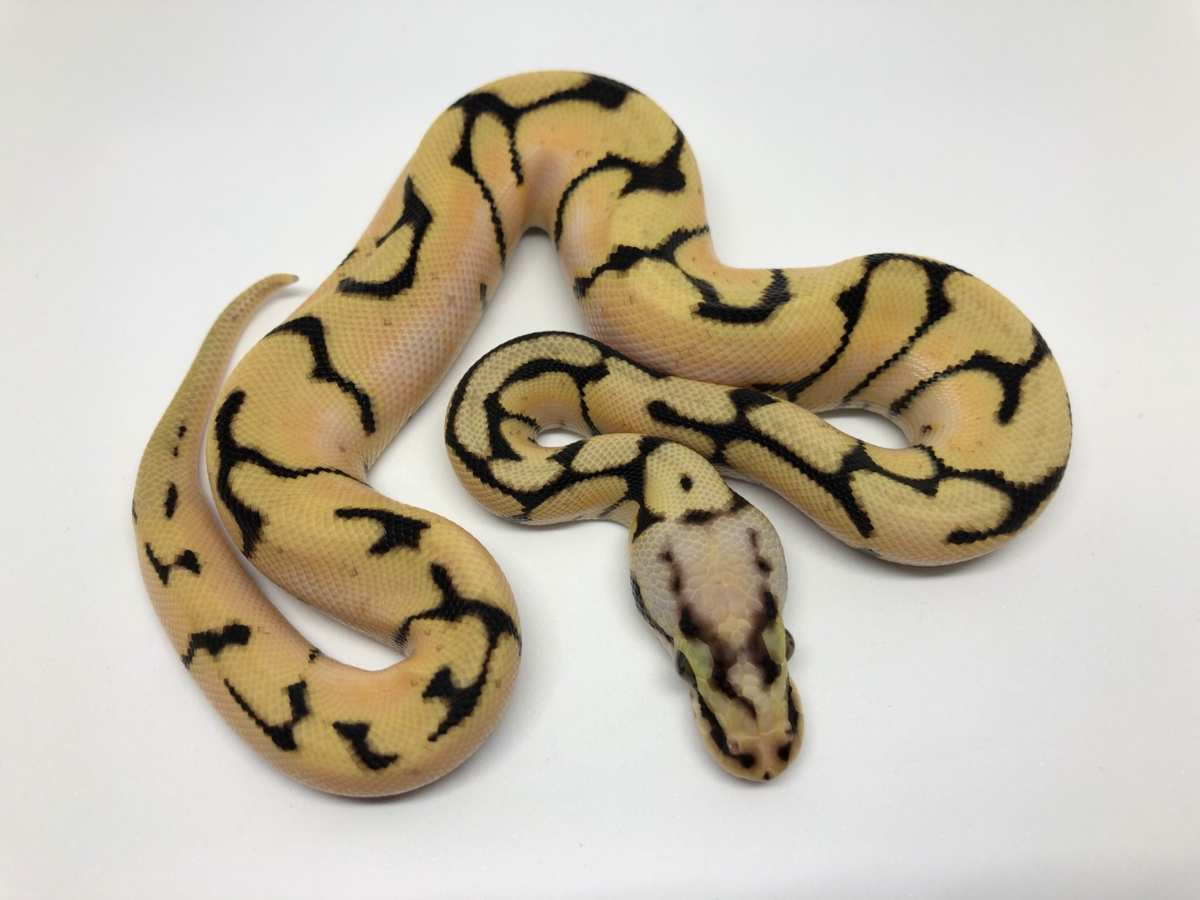 Orange Dream Pastel Spider Vanilla