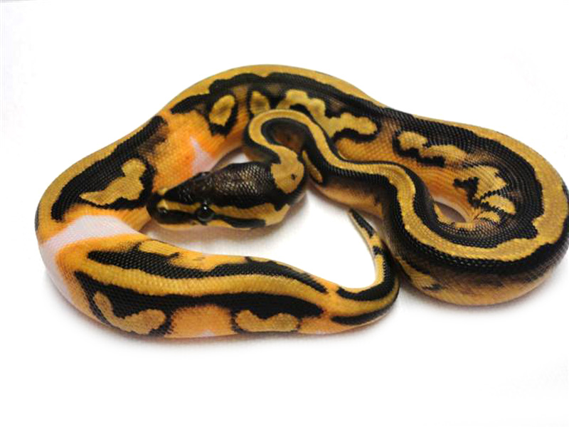 Orange Dream Pied