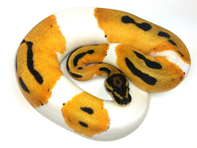 Orange Dream Pied