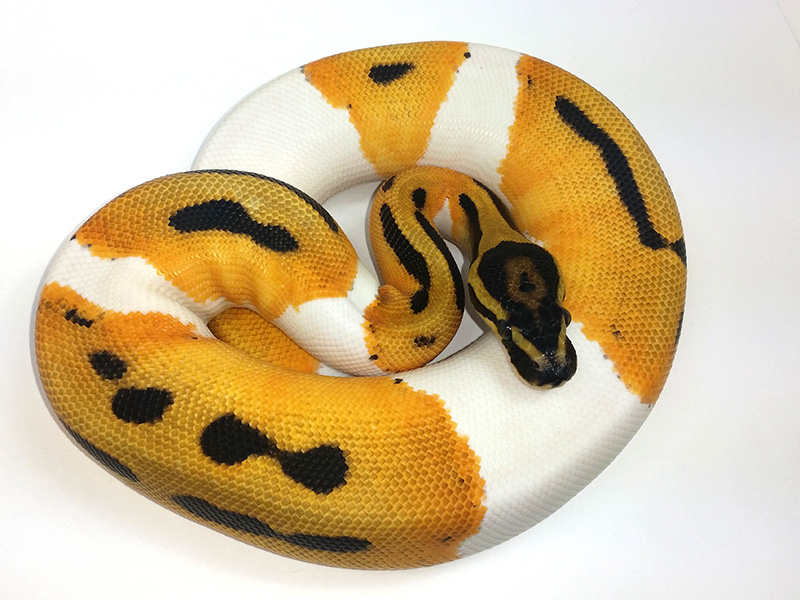 Orange Dream Pied