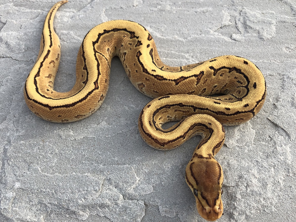 Orange Dream Pinstripe Russo Het Leucistic Yellow Belly