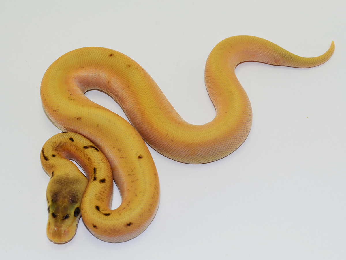 Orange Dream Pinstripe Spider Super Enchi Morph List World Of Ball Pythons