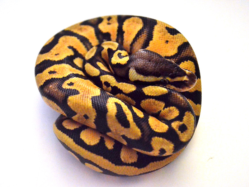 Orange Dream Specter Pastel - Morph List - World of Ball Pythons