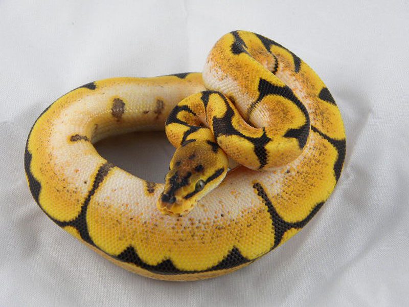 Orange Dream Spider Yellow Belly