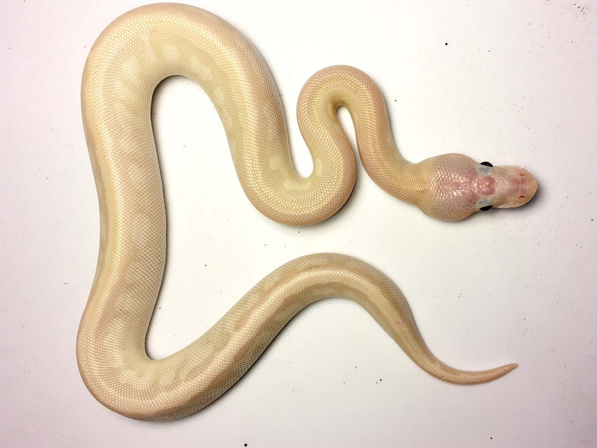 Orange Dream Super Mojave