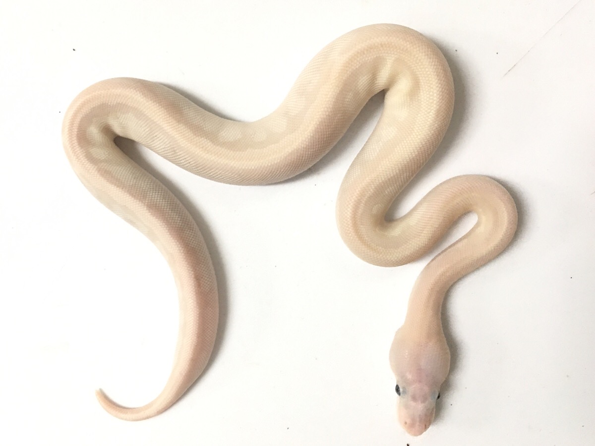 Orange Dream Super Mojave