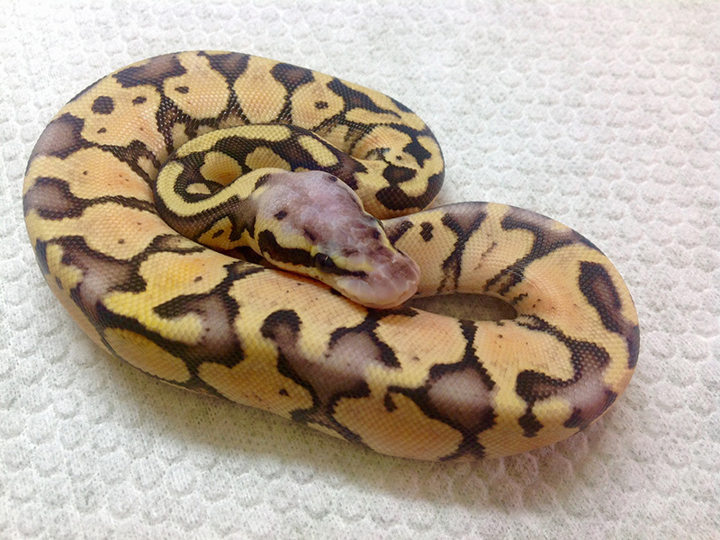 Pastel Pinstripe Super Cinnamon - Morph List - World of Ball Pythons