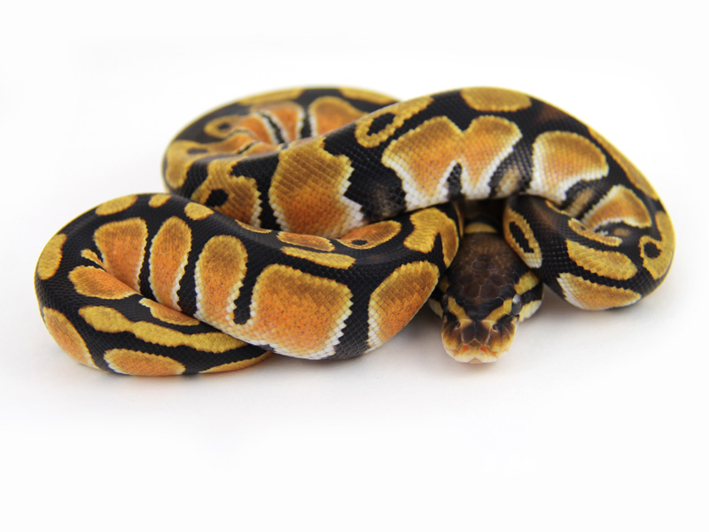 Orange Dream Morph List World Of Ball Pythons