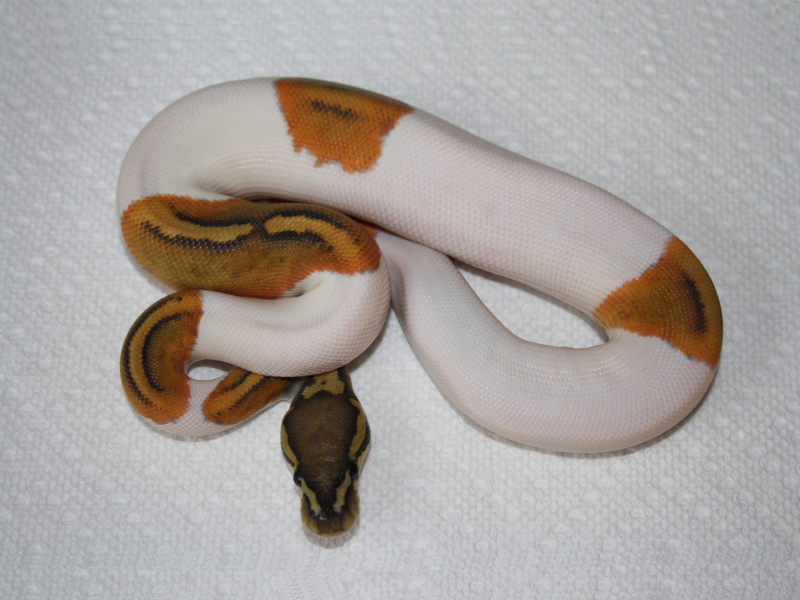 Orange Ghost Pied