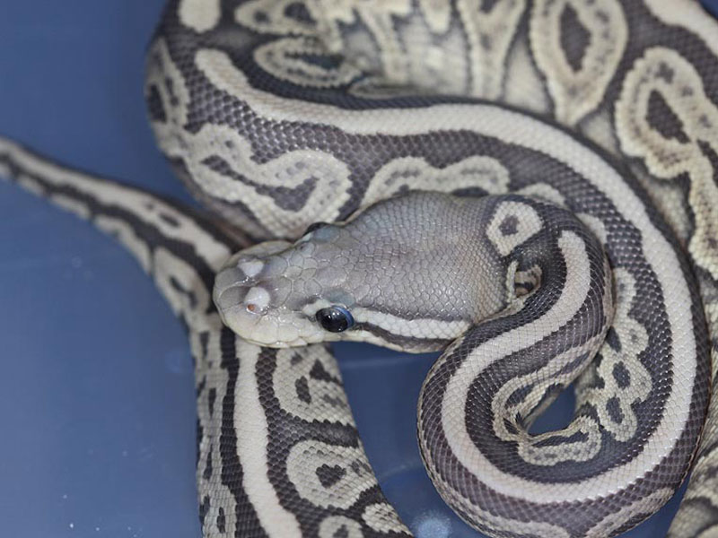 Orange Ghost Red Axanthic