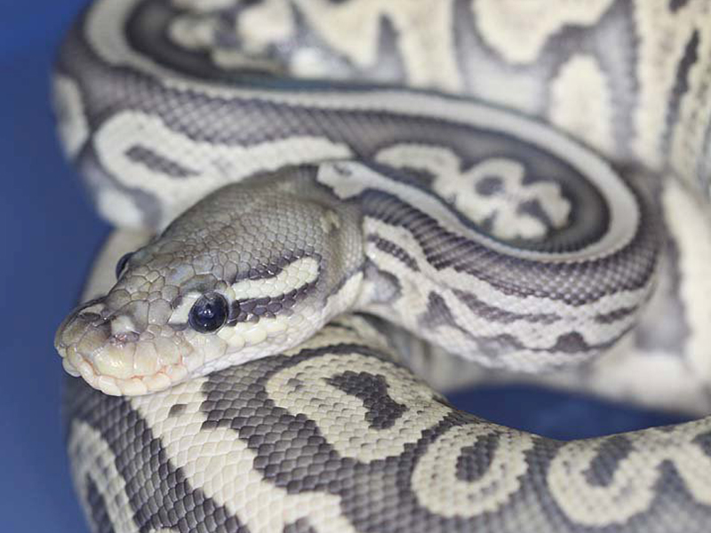 Orange Ghost Red Axanthic