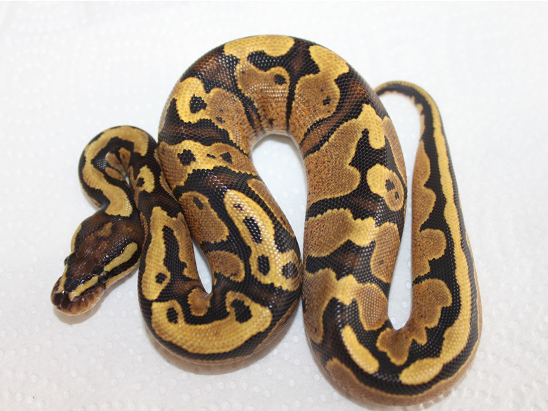 Painted Yellow Belly