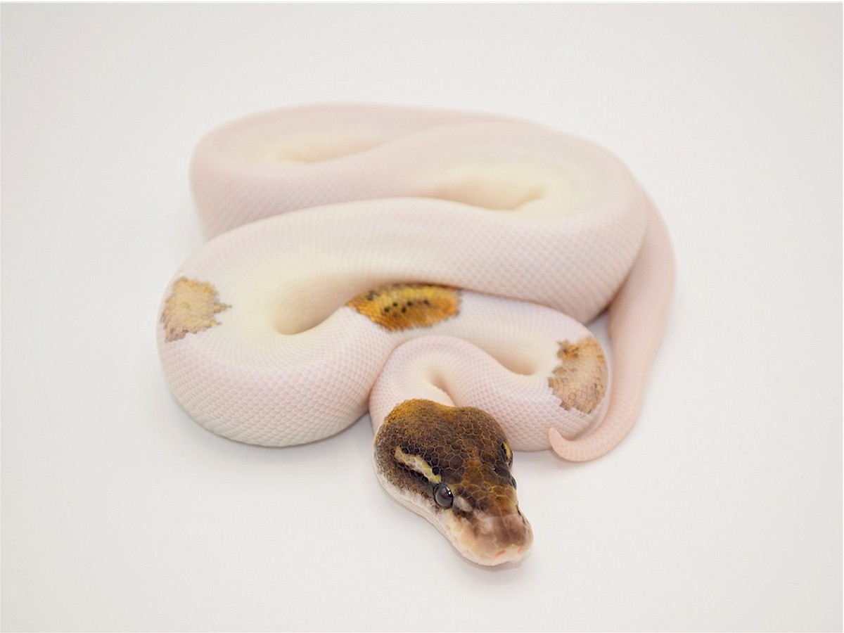 Panther TII Pastel Piebald Russo Het Leucistic