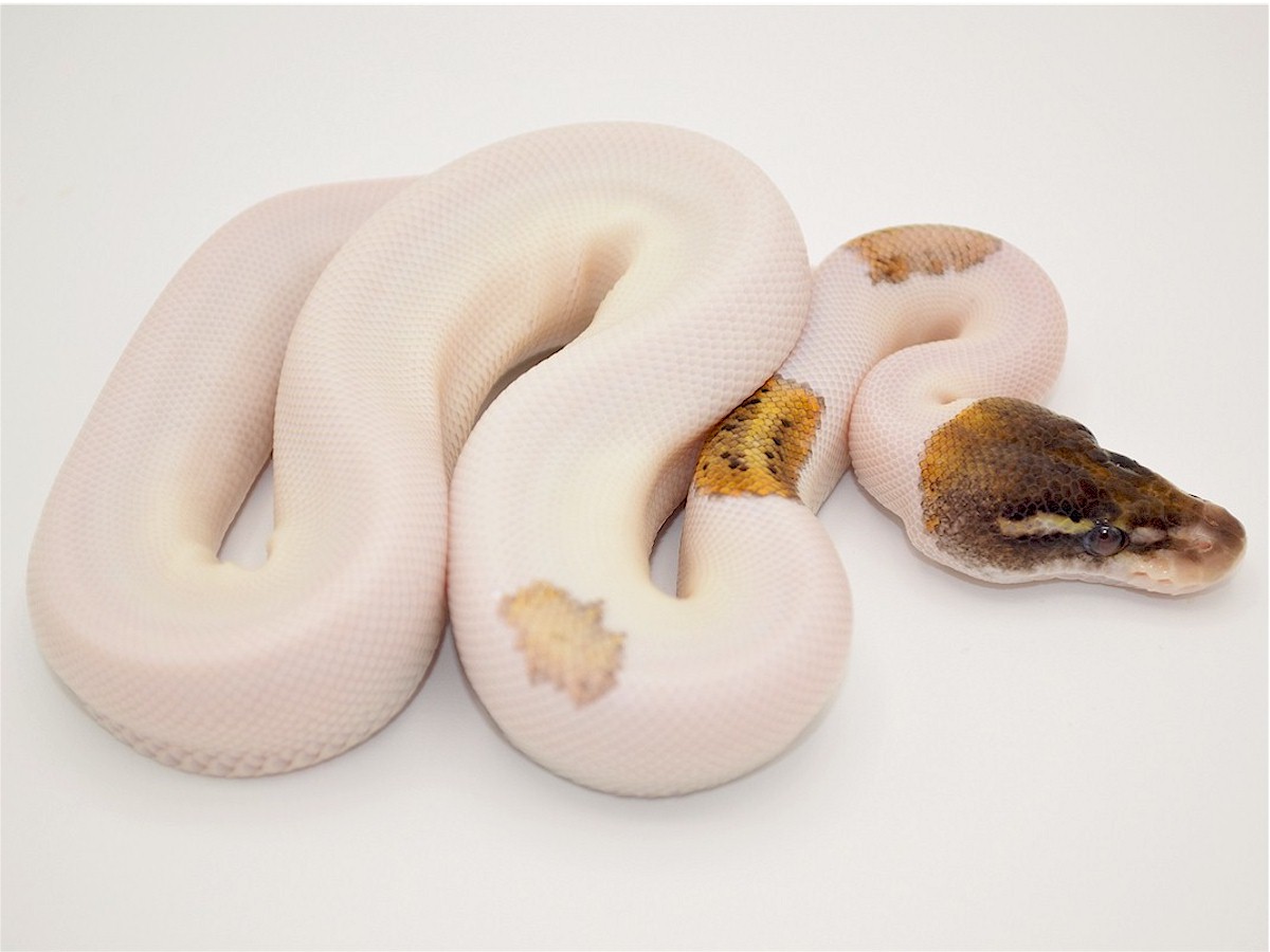 Panther TII Pastel Piebald Russo Het Leucistic