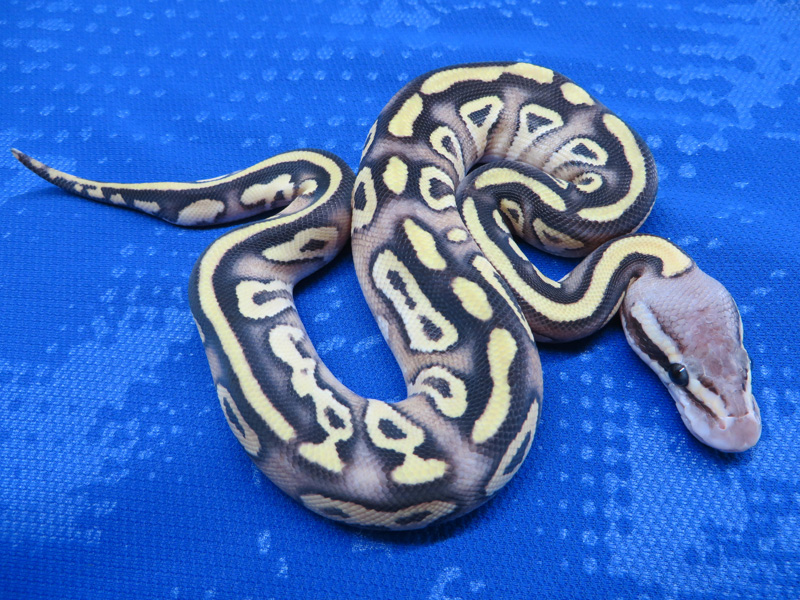 Morph List - World of Ball Pythons