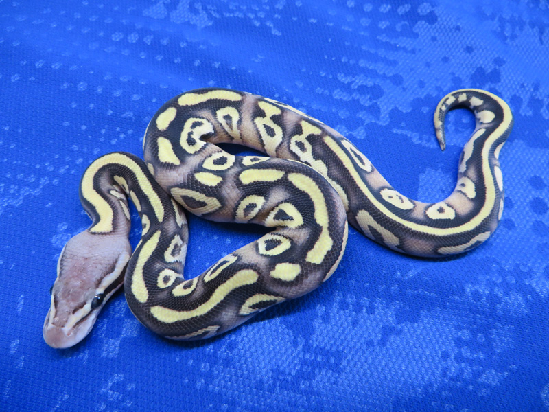 Morph List - World of Ball Pythons