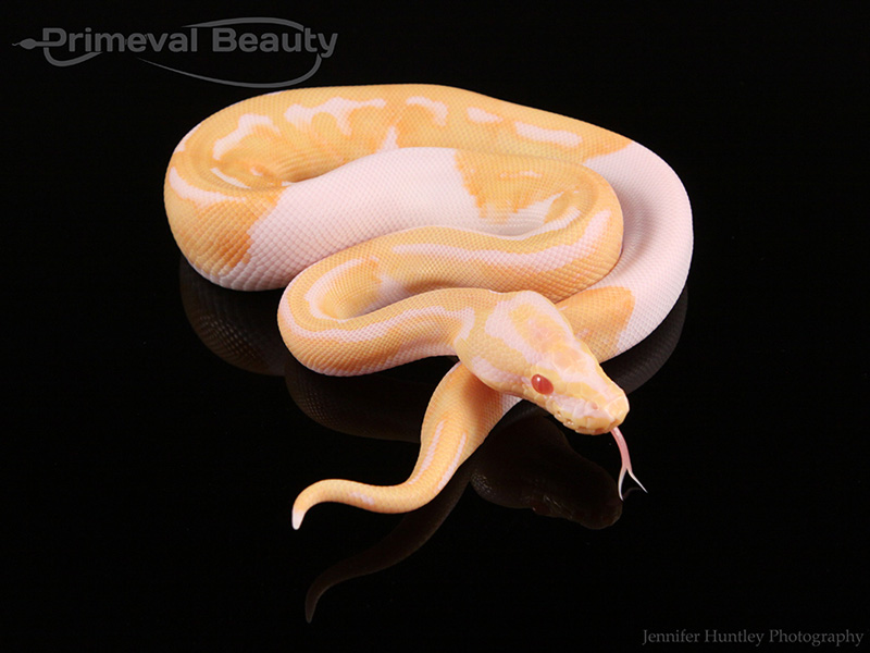 Pastel Albino Piebald