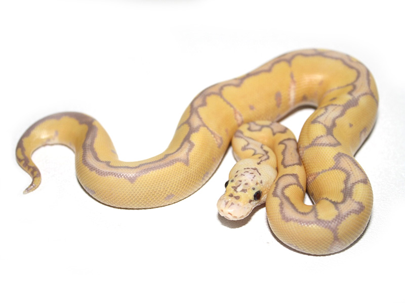 Pastel Banana Clown