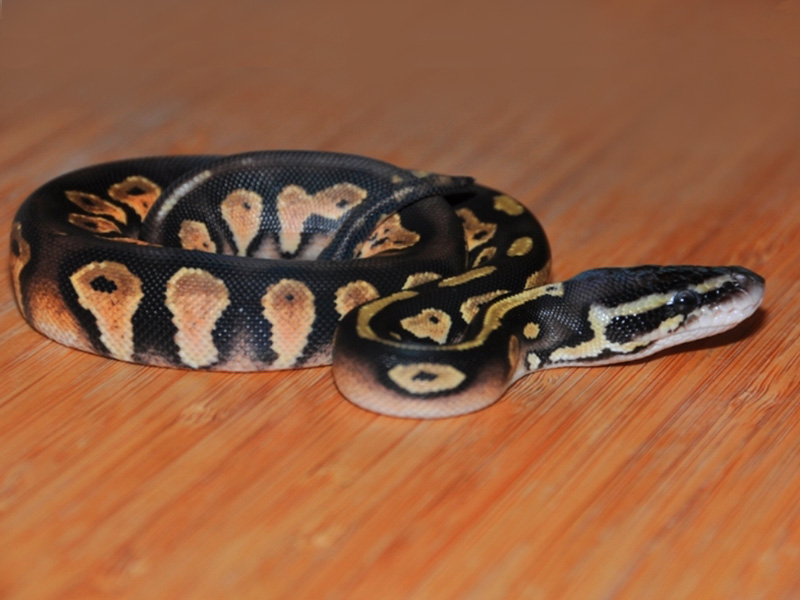 Pastel Black Head