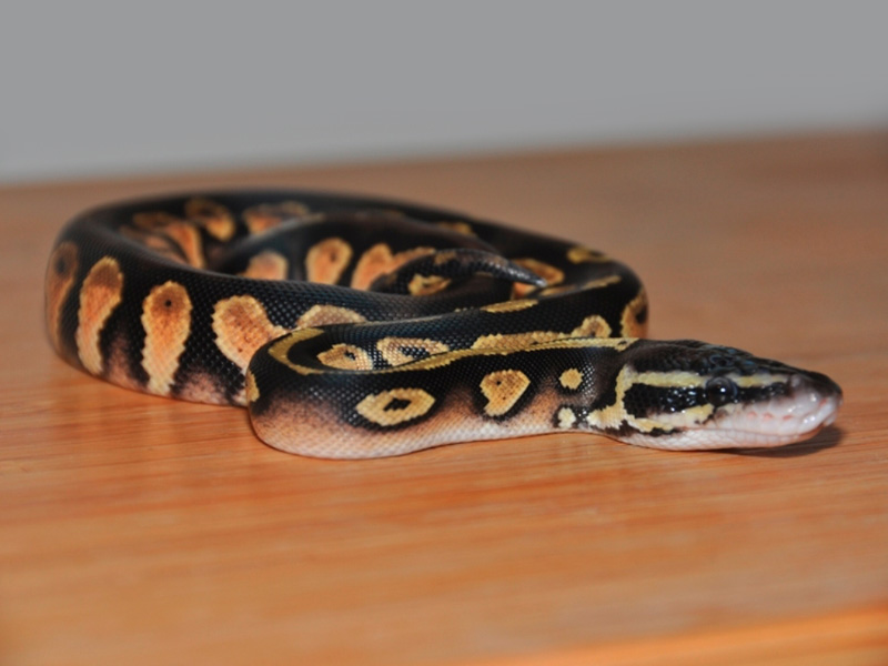 Pastel Black Head