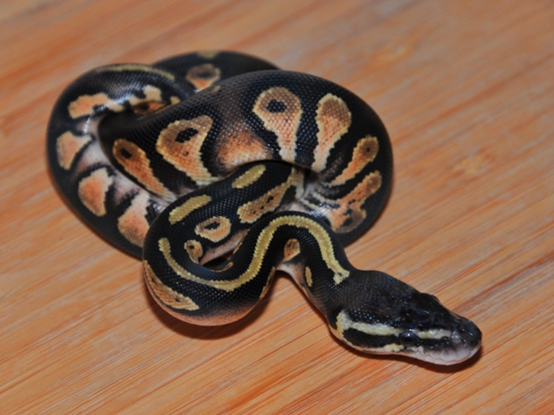 Pastel Black Head