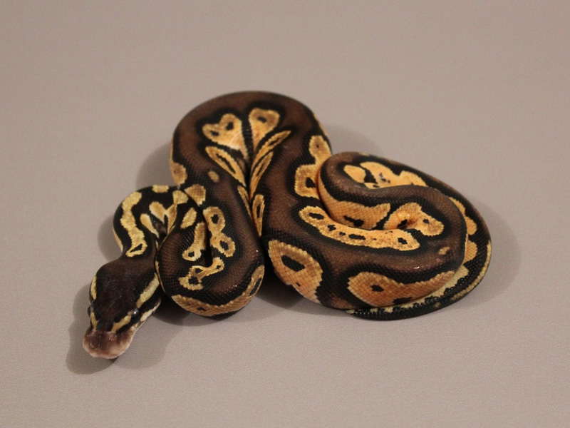 Pastel Black Head